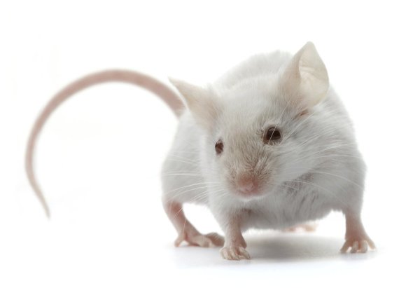 Белая крыса