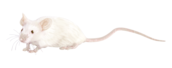 Мышь на белом фоне