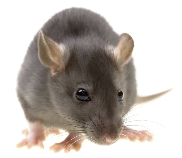 Мышь животное