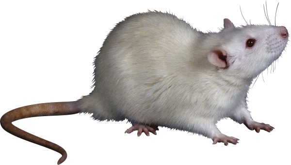 Крыса без фона