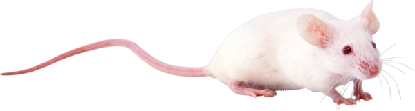 Белая крыса на белом фоне