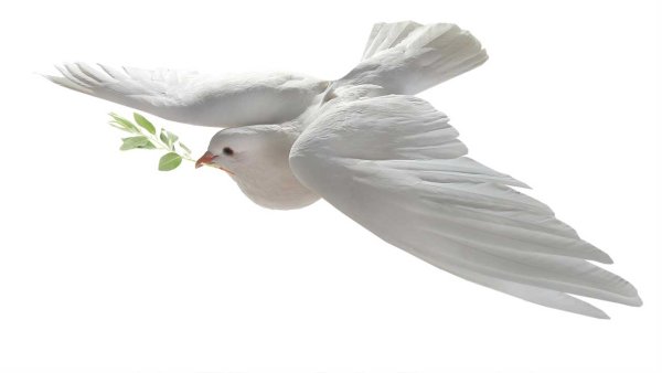Белый голубь на белом фоне