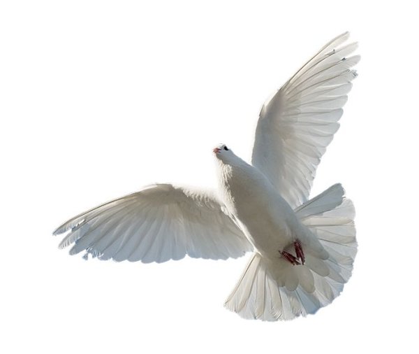 Голубь на белом фоне