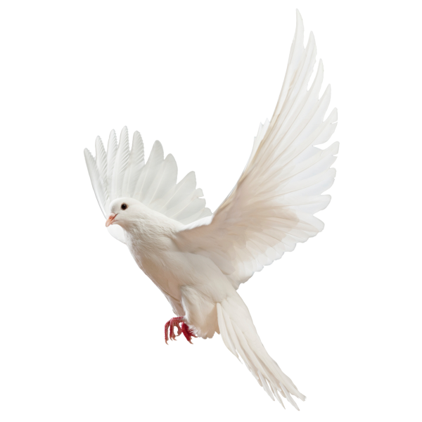 Белый голубь на белом фоне