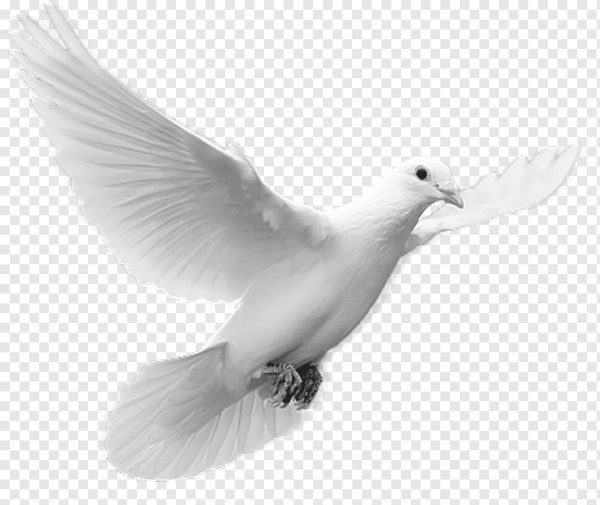 Голубь летит