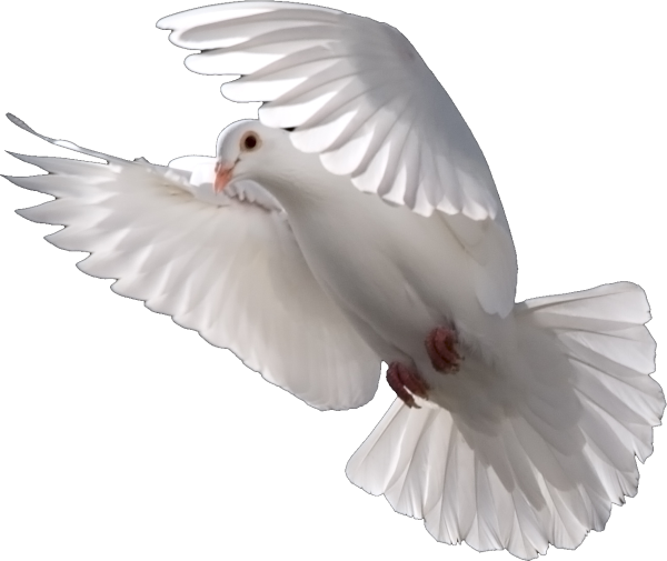 Птица на белом фоне