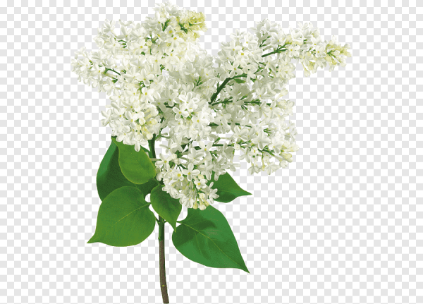 Сирень без фона