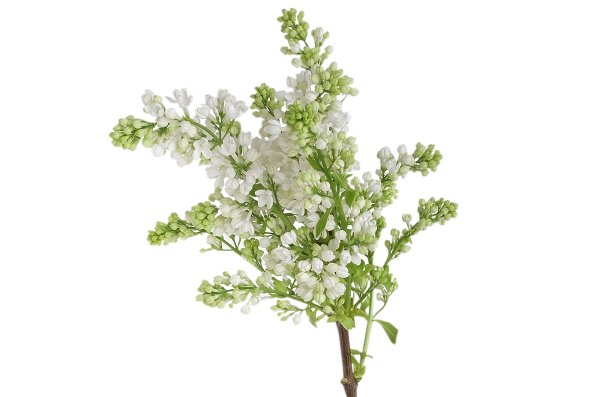 Ветки сирени срезка