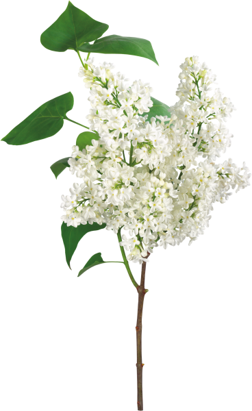 Веточка белой сирени