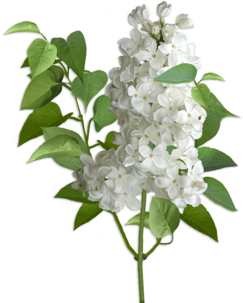 Гортензия и белая сирень