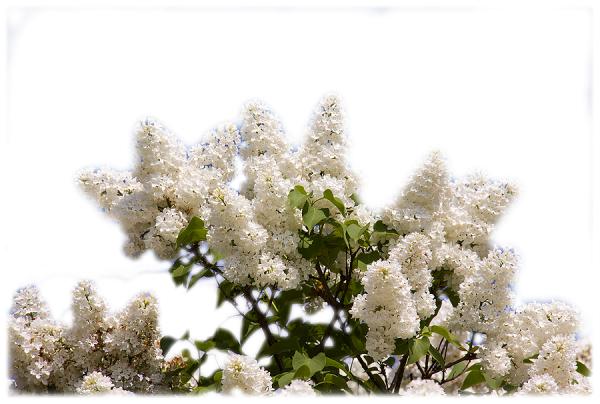 Сирень на прозрачном фоне