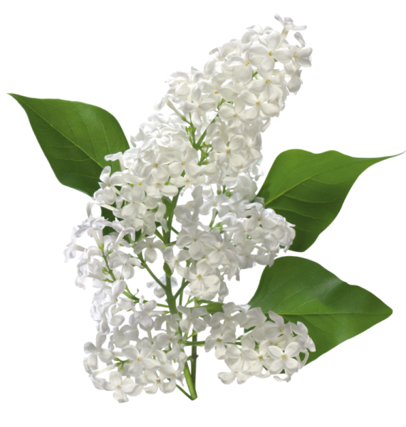 Белая сирень