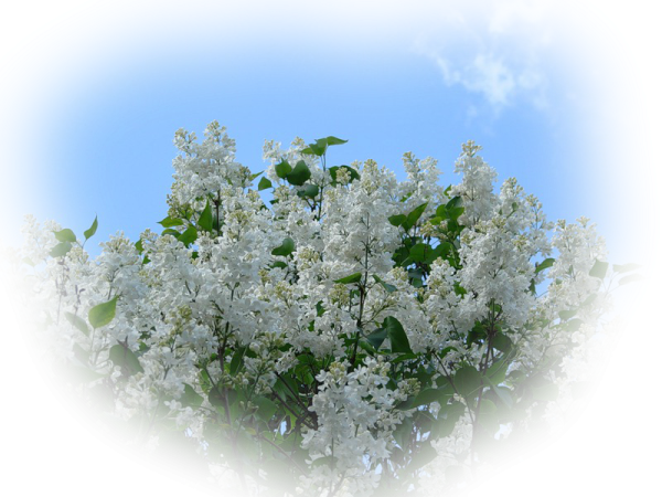 Ветка сирени на белом фоне