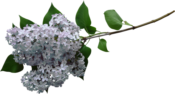 Веточка сирени