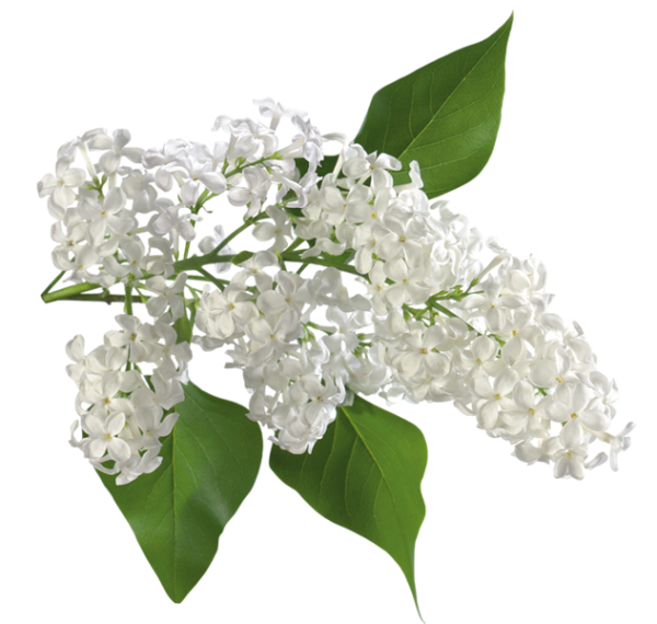 Цветущая черемуха