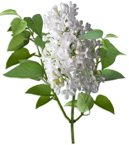 Сирень белая куст