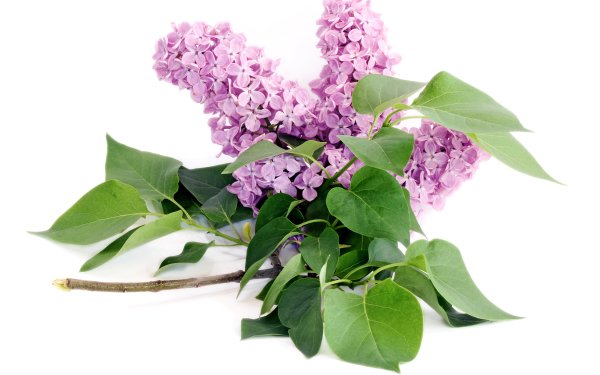 Сирень срезка