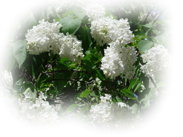 Черемуха на белом фоне