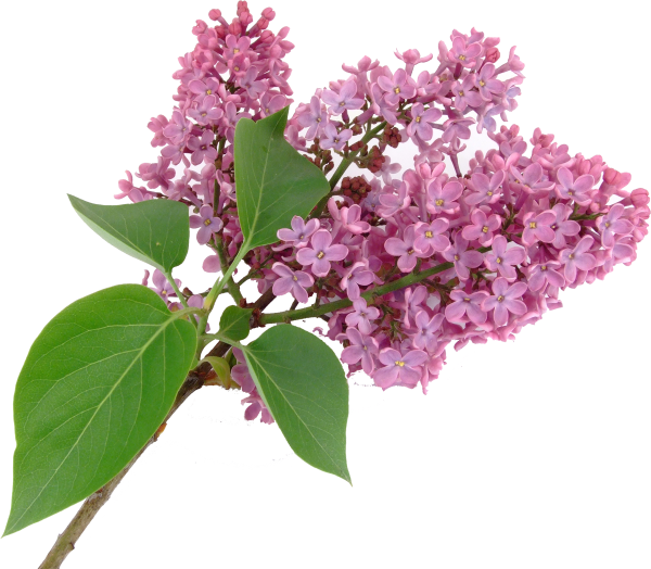 Веточка сирени