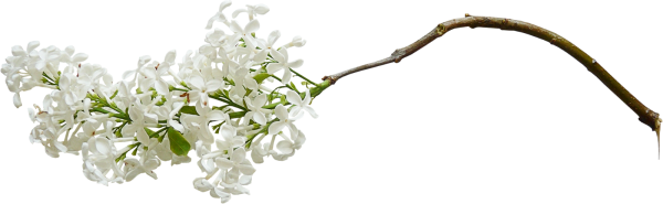Ветка сирени на белом фоне