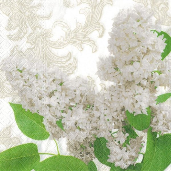 Белая сирень