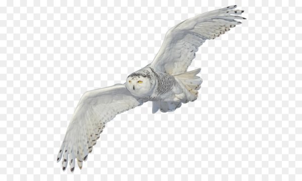 Букля в полете