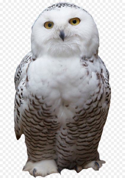 Сипуха Букля