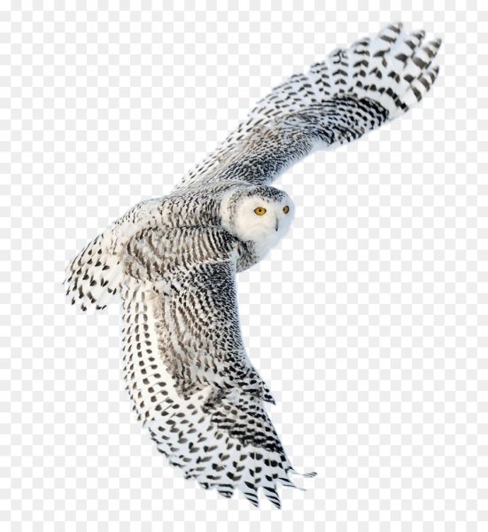 Сова летит на белом фоне