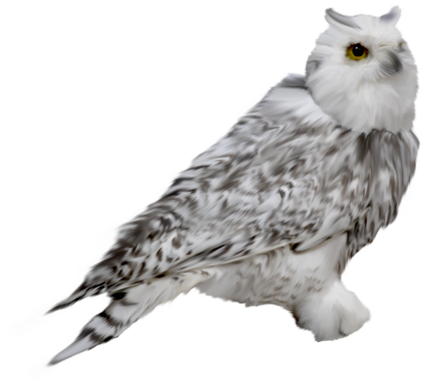 Сова на белом фоне