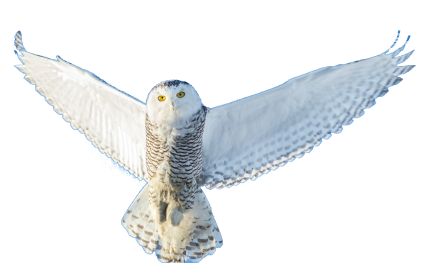 Букля на белом фоне