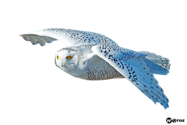 Белая Сова на белом фоне