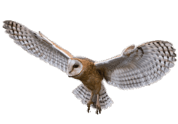 Сипуха Букля