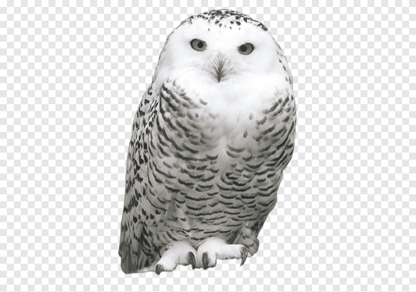 Полярная Сова для детей