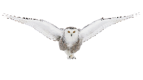 Белая Сова на белом фоне