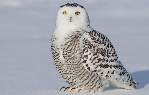 Белая Сова
