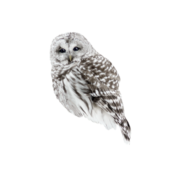 Белая Сова на белом фоне