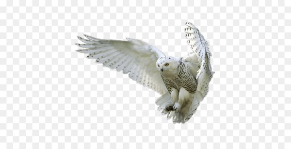 Гарри Поттер Сова Букля на белом фоне