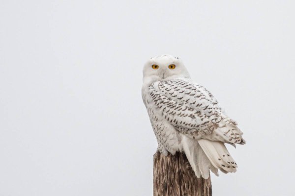 Сова на белом фоне