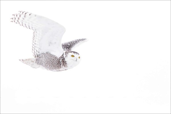 Сова летит на белом фоне