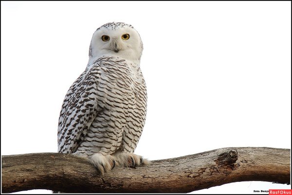 Сова на белом фоне