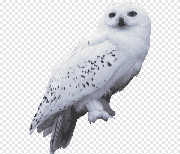 Полярная Сова Гарри Поттера