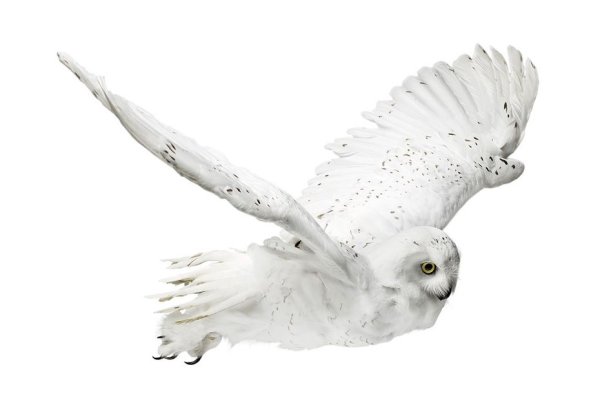 Птица на белом фоне