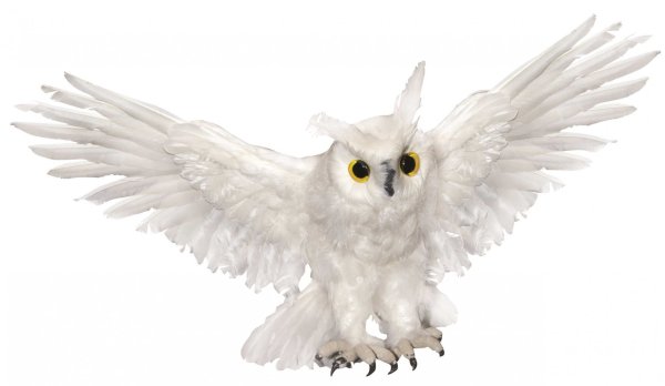 Сова Букля (Гарри Поттер)