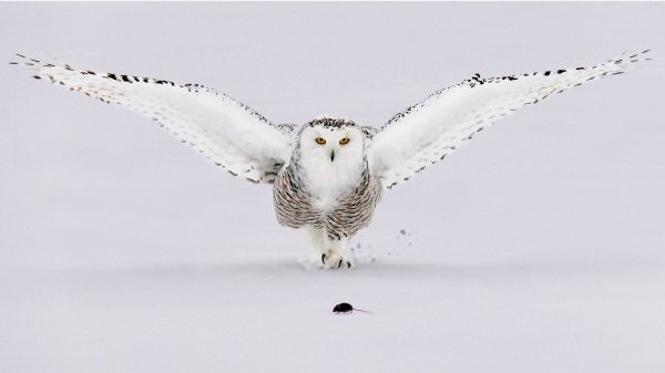 Белая Сова на белом фоне