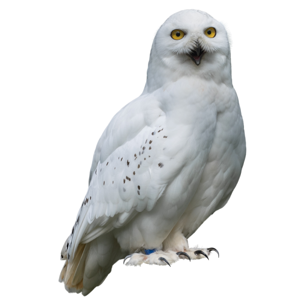 Сова на белом фоне