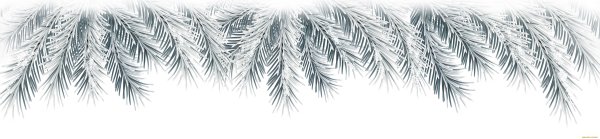 Еловая ветка на белом фоне