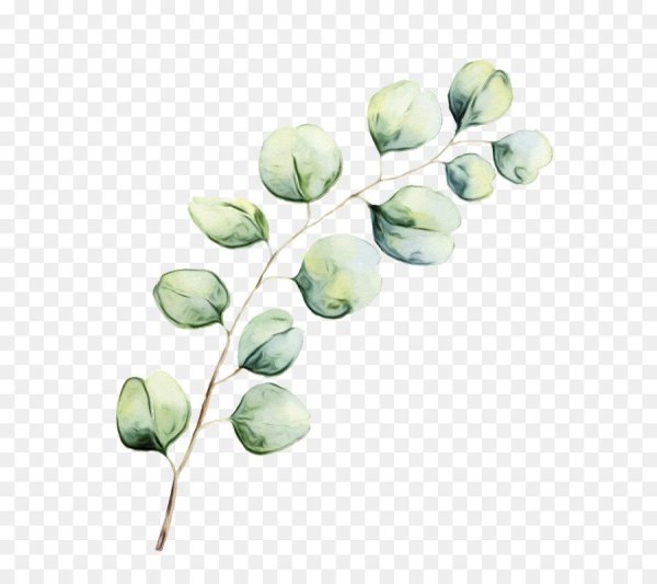 Веточка эвкалипта