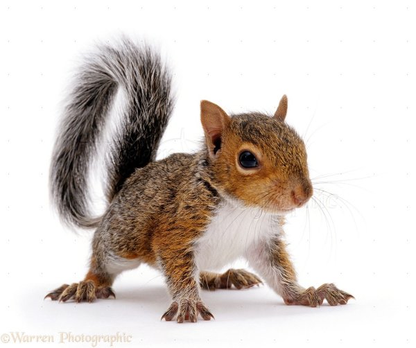 Белочка на белом фоне