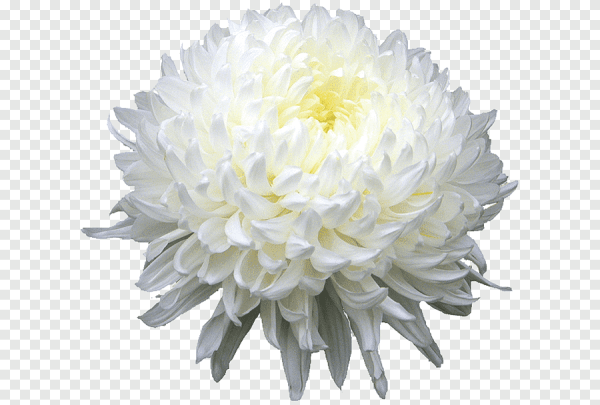 Хризантема на белом фоне