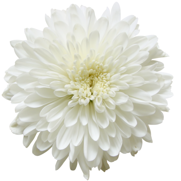 Астра на белом фоне